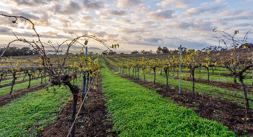 Montara vineyard